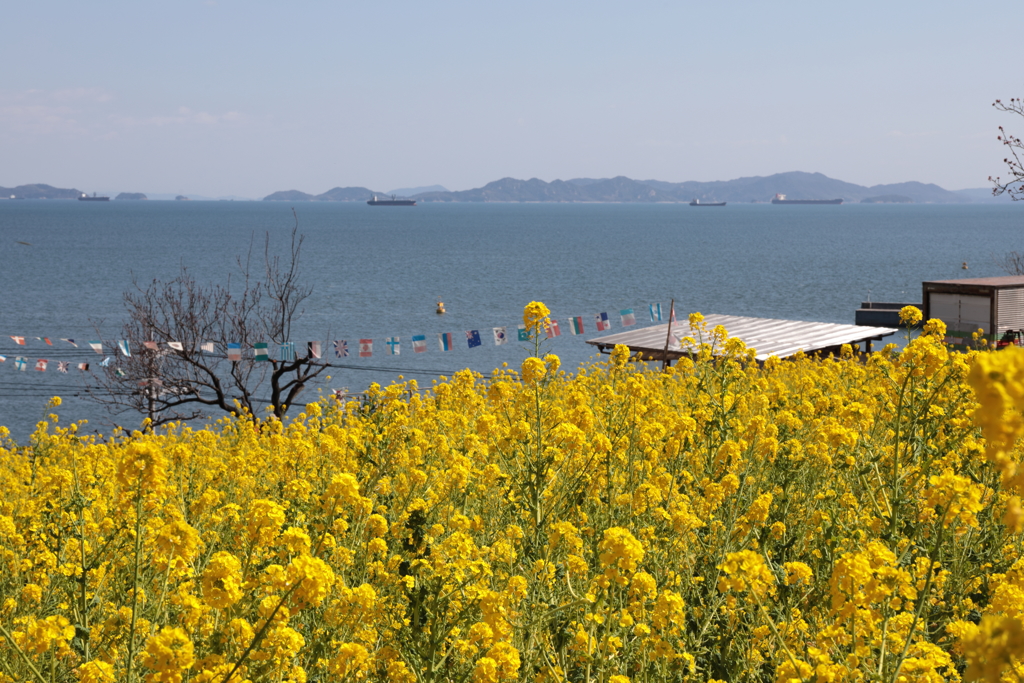 瀬戸内の菜の花畑(1)  190308-780