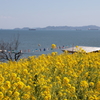 瀬戸内の菜の花畑(1)  190308-780