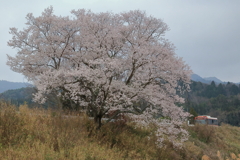 一本桜 (3) 230322-076