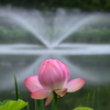 府中公園 (7) 240704-801