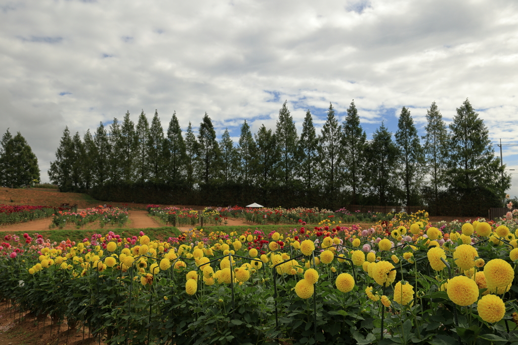 世羅高原農場(2) 210929-099