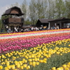 世羅高原農場(4) 190502-380