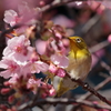 春のおとづれ(3) 210225-321