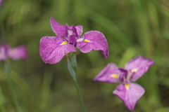 花菖蒲 2306050-410