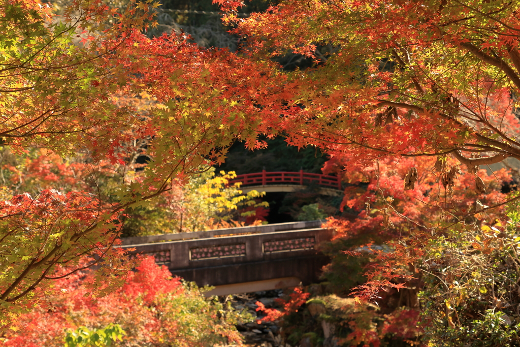 御調八幡宮 (1) 211107-372