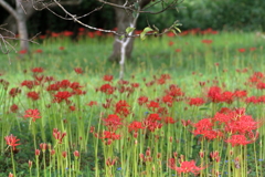 辻の彼岸花(7) 16.09.15