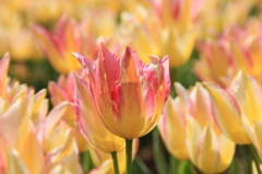 世羅高原農場IMG_0216