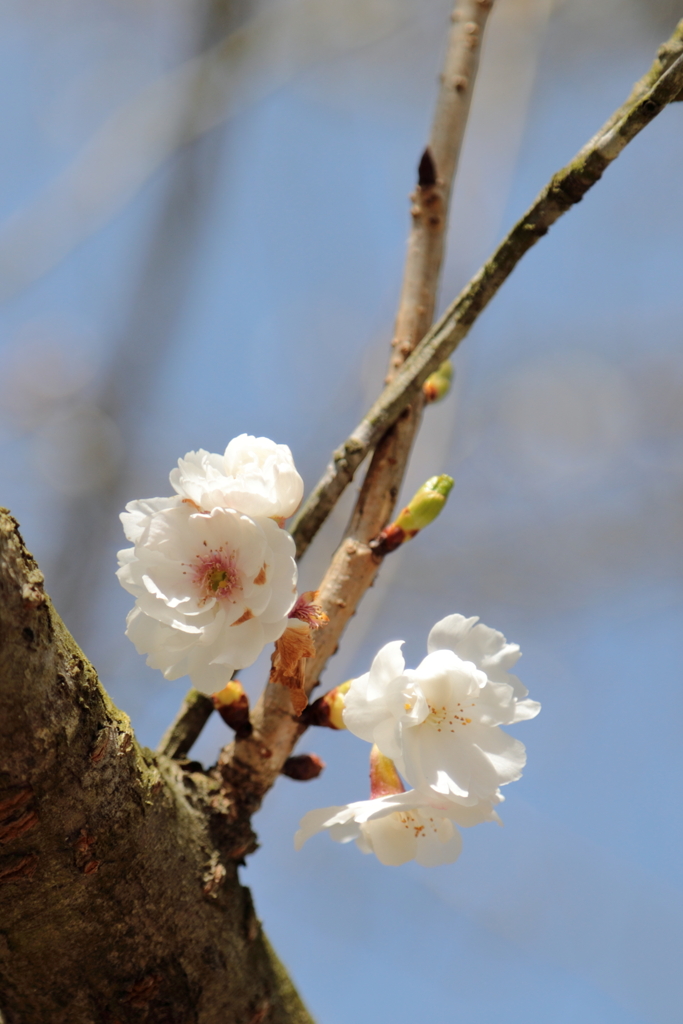 仙石庭園(2) 200321-846