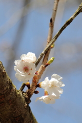 仙石庭園(2) 200321-846