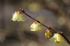 Spring has come ! (1) 17.03.10