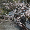 満開！ 190406-916