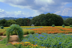 花夢の里 (5) 250902-716