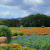 花夢の里 (5) 250902-716