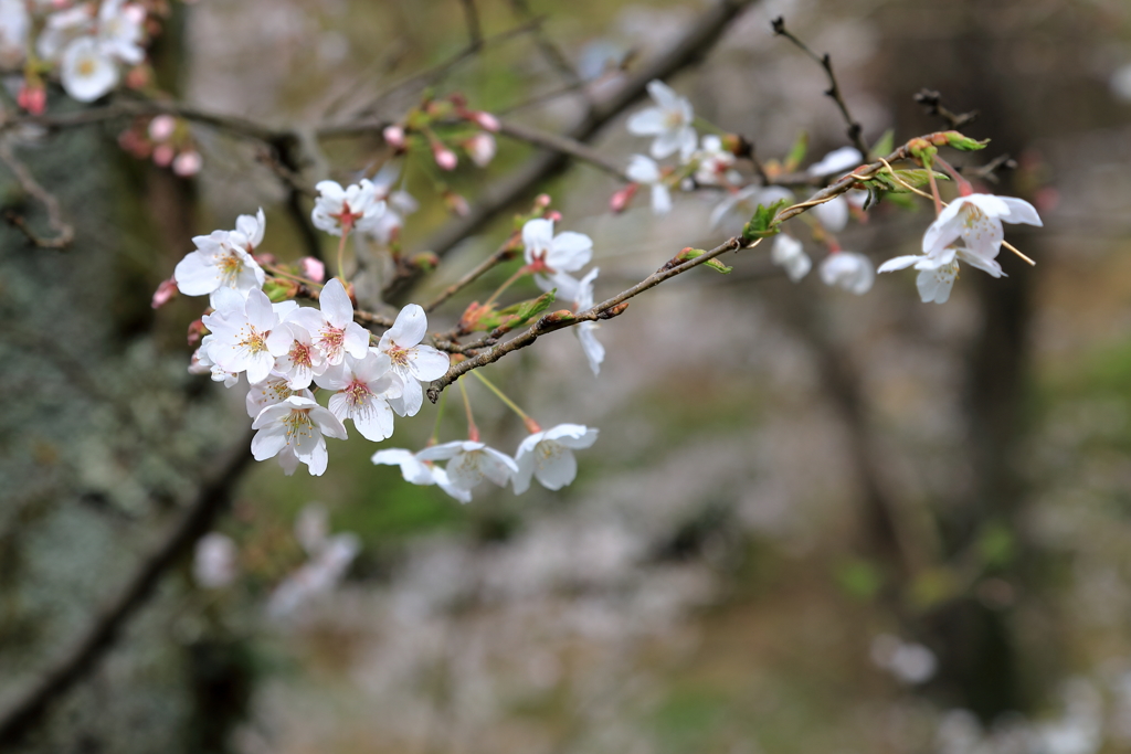 もう少しで満開 in 正福寺(2） 190405-898
