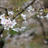 もう少しで満開 in 正福寺(2） 190405-898