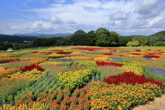 花夢の里 (6) 250902-719