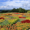 花夢の里 (6) 250902-719