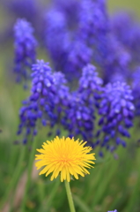 世羅高原２０１４ﾁｭｰﾘｯﾌﾟ② 044(rev)