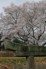 一本桜 (2) 230322-093