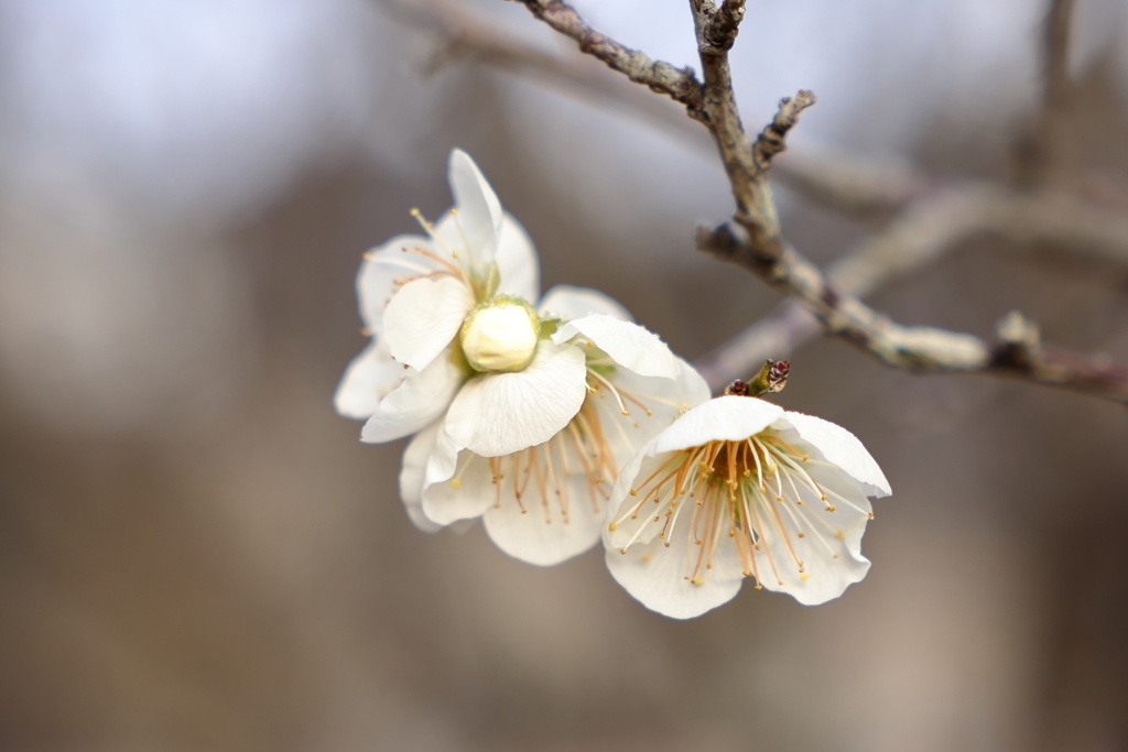 西野梅林 (1) 260210-253