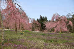 【花めぐり】 世羅高原農場(7) 190409-055