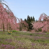 【花めぐり】 世羅高原農場(7) 190409-055