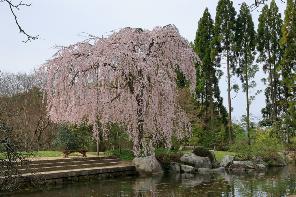 三景園 (7) 240402-898