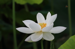 早朝の蓮 15.07.22 早朝の蓮 15.07.22