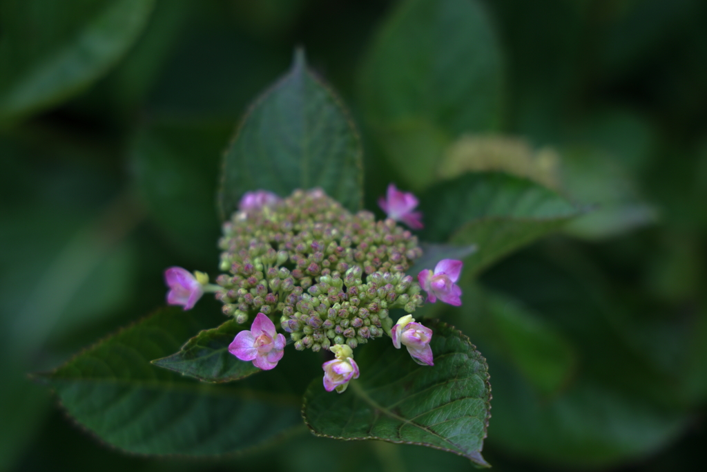 紫陽花 (5) 260609-469 by オサル （ID：13549817） - 写真共有サイト