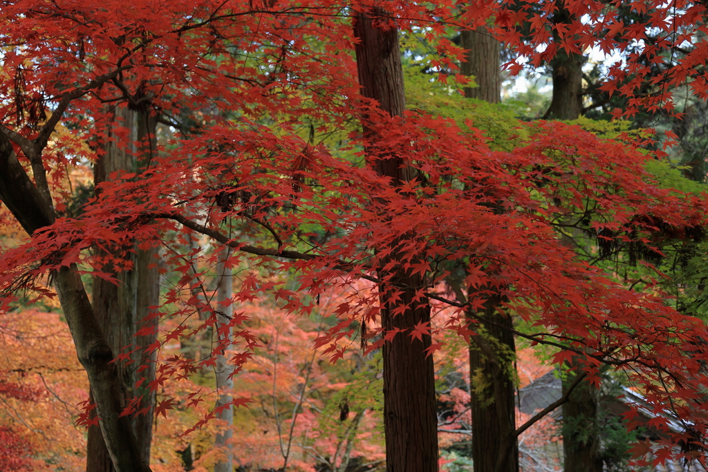 今高野山龍華寺 (16) 251121-223