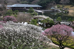 三景園 (1)  250327-791