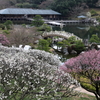 三景園 (1)  250327-791