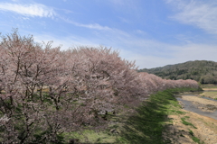 今日で桜も終わり！ 220411-100