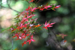 紅葉 in 三郎の滝(1)　16.11.11