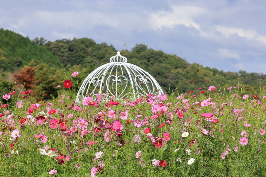 花夢の里 (6) 241009-555