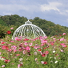 花夢の里 (6) 241009-555