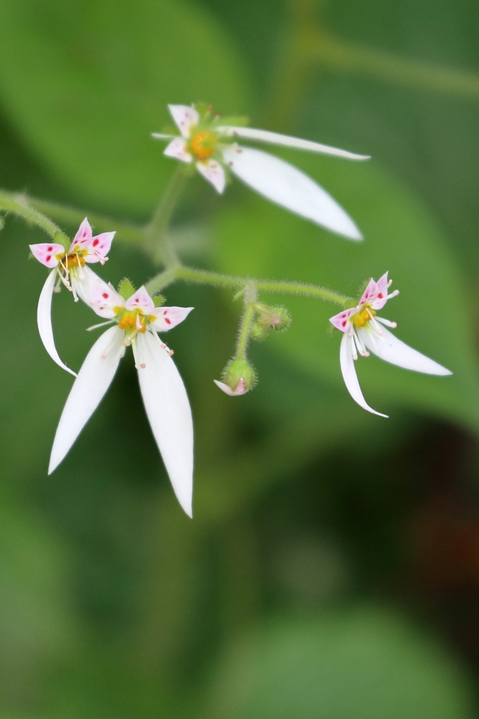 庭の花 （１）15.05.24