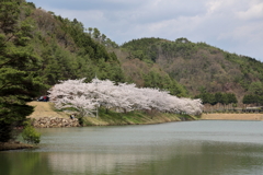 羽高湖森林公園 (4)17.4.15