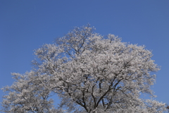 一本桜 (5) 230322-095