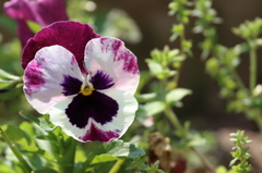 庭の花（１）15.04.26