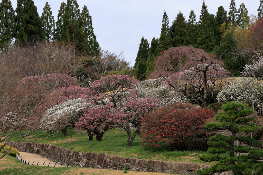 三景園 (4) 250327-788