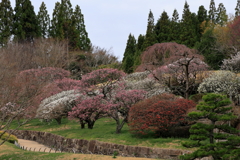 三景園 (4) 250327-788