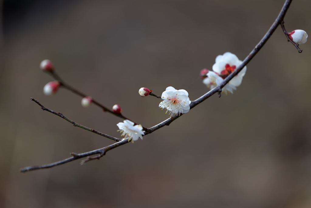 春近し (1) 260206-026