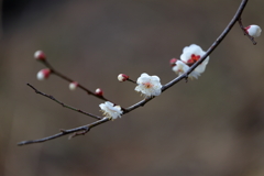 春近し (1) 260206-026