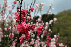 桜 (4) 15.04.11