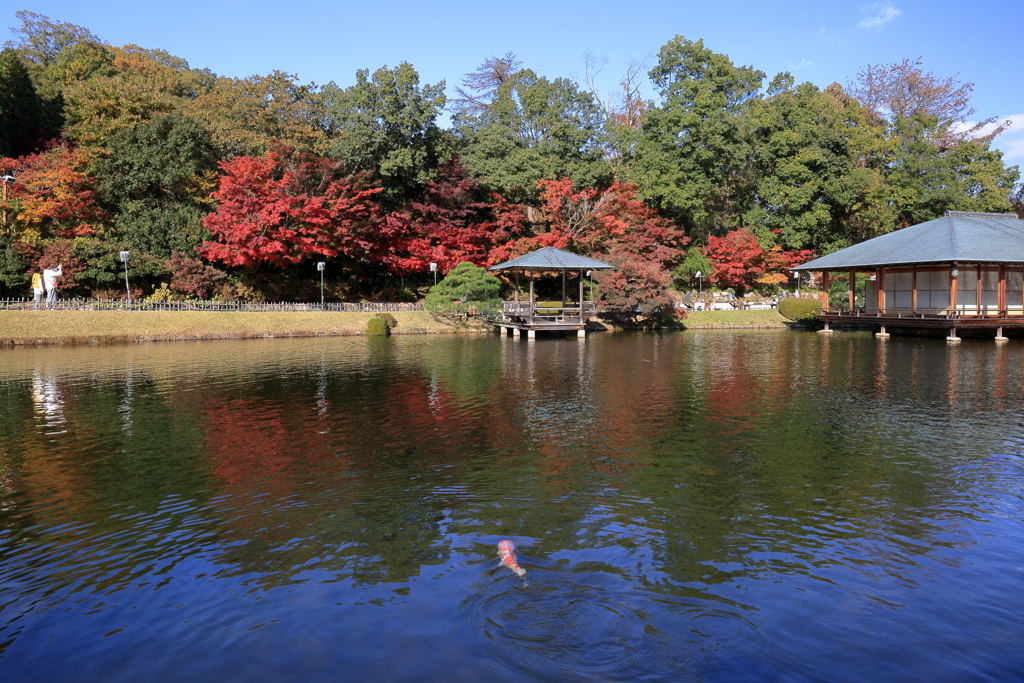 三景園 (1) 251114-157