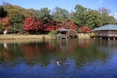 三景園 (1) 251114-157