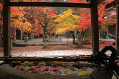 今高野龍華寺 (6) 251121-236