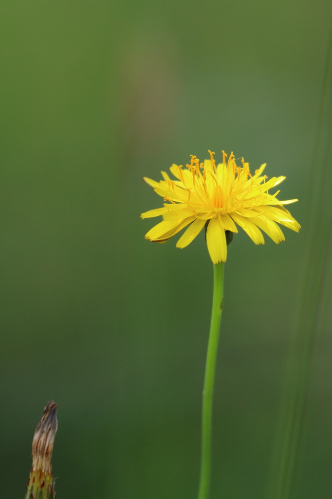 僕も、背が高くなりたい！