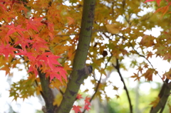 紅葉（みろくの里）